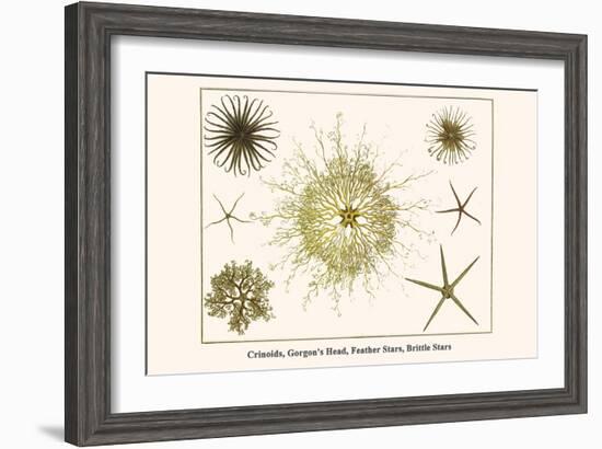 Crinoids, Gorgon's Head, Feather Stars, Brittle Stars-Albertus Seba-Framed Art Print