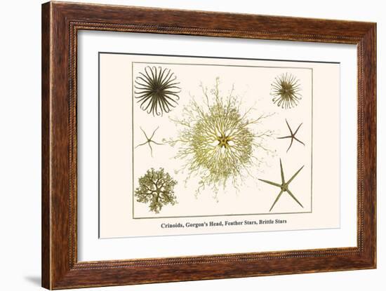 Crinoids, Gorgon's Head, Feather Stars, Brittle Stars-Albertus Seba-Framed Art Print