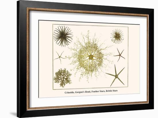 Crinoids, Gorgon's Head, Feather Stars, Brittle Stars-Albertus Seba-Framed Art Print