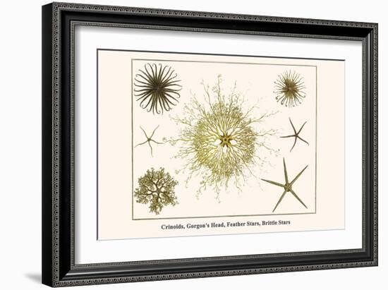 Crinoids, Gorgon's Head, Feather Stars, Brittle Stars-Albertus Seba-Framed Art Print