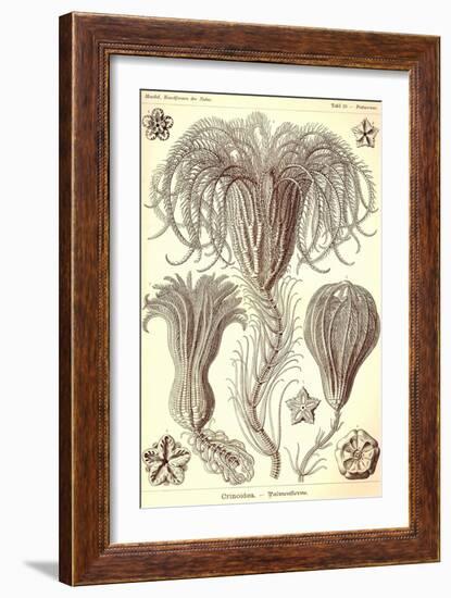 Crinoids-Ernst Haeckel-Framed Art Print