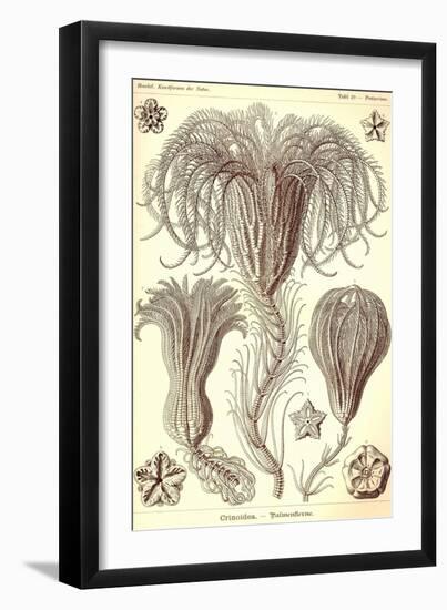 Crinoids-Ernst Haeckel-Framed Art Print