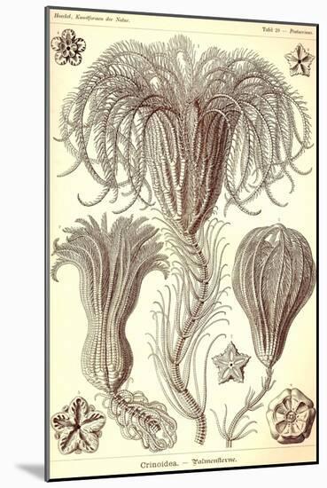 Crinoids-Ernst Haeckel-Mounted Art Print