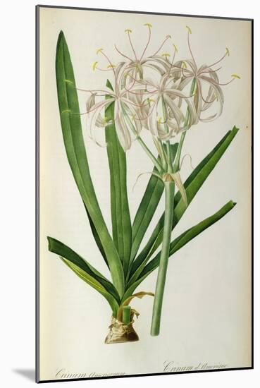 Crinum Americanum, from Les Liliacees, 1805-16-Pierre-Joseph Redouté-Mounted Giclee Print