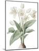 Crinum Giganteum - Fair-Pierre Joseph Redoute-Mounted Giclee Print