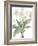 Crinum Giganteum - Fair-Pierre Joseph Redoute-Framed Giclee Print