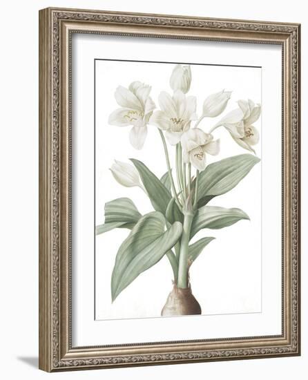 Crinum Giganteum - Fair-Pierre Joseph Redoute-Framed Giclee Print