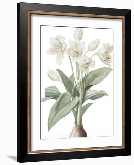 Crinum Giganteum - Fair-Pierre Joseph Redoute-Framed Giclee Print