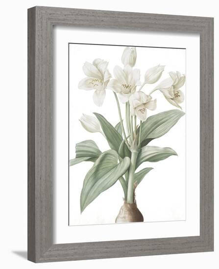 Crinum Giganteum - Fair-Pierre Joseph Redoute-Framed Giclee Print