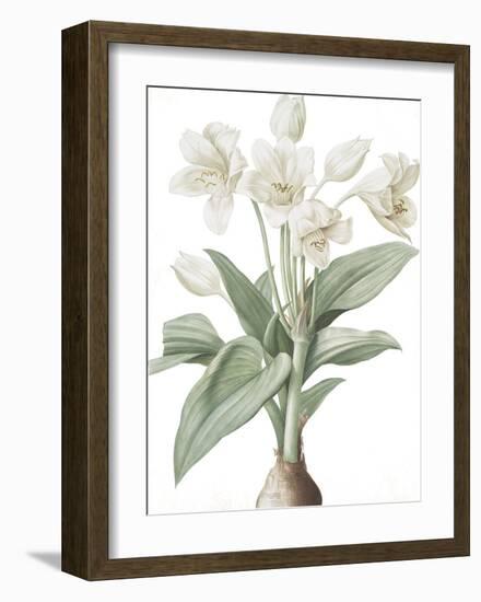 Crinum Giganteum - Fair-Pierre Joseph Redoute-Framed Giclee Print