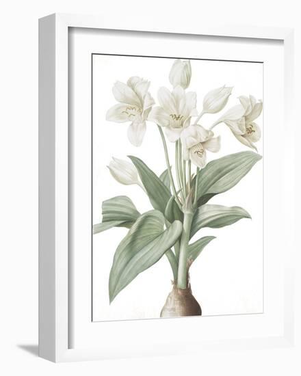 Crinum Giganteum - Fair-Pierre Joseph Redoute-Framed Giclee Print