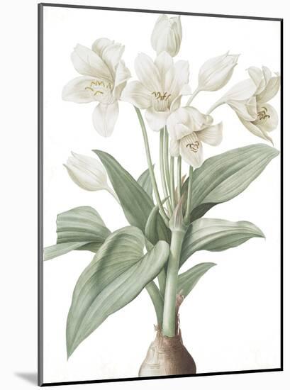 Crinum Giganteum - Fair-Pierre Joseph Redoute-Mounted Giclee Print