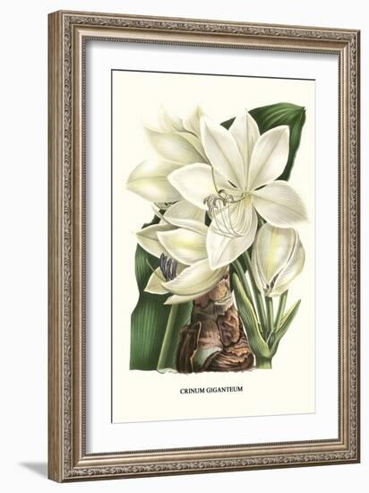 Crinum Giganteum - Medicinal-Louis Van Houtte-Framed Premium Giclee Print