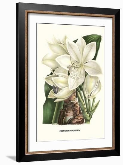 Crinum Giganteum - Medicinal-Louis Van Houtte-Framed Premium Giclee Print