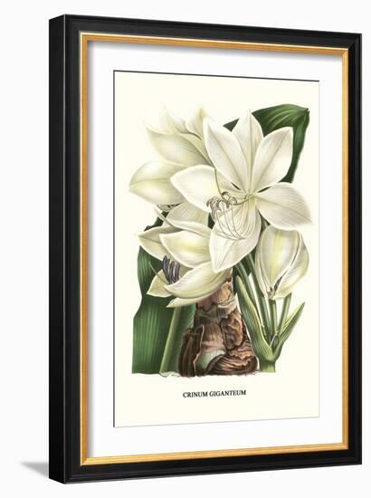 Crinum Giganteum - Medicinal-Louis Van Houtte-Framed Premium Giclee Print