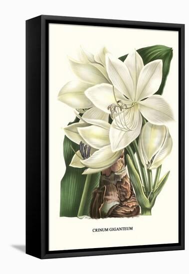 Crinum Giganteum - Medicinal-Louis Van Houtte-Framed Stretched Canvas