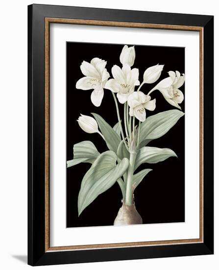 Crinum Giganteum - Noir-Pierre Joseph Redoute-Framed Giclee Print