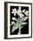 Crinum Giganteum - Noir-Pierre Joseph Redoute-Framed Giclee Print