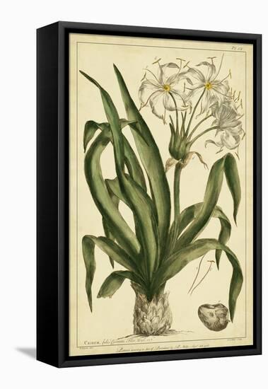 Crinum, Pl. CX-Phillip Miller-Framed Stretched Canvas