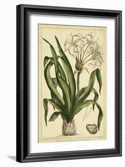 Crinum, Pl. CX-Phillip Miller-Framed Art Print