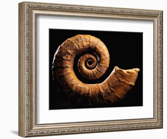 Crioceratite Fossil-Layne Kennedy-Framed Photographic Print