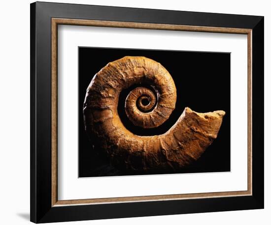 Crioceratite Fossil-Layne Kennedy-Framed Photographic Print