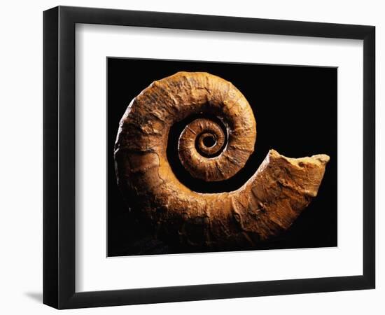 Crioceratite Fossil-Layne Kennedy-Framed Photographic Print