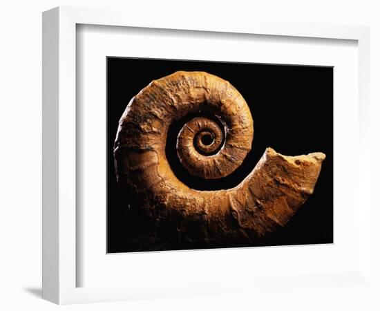 Crioceratite Fossil-Layne Kennedy-Framed Photographic Print