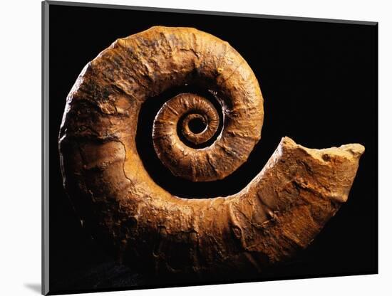 Crioceratite Fossil-Layne Kennedy-Mounted Photographic Print