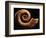 Crioceratite Fossil-Layne Kennedy-Framed Photographic Print