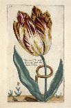 Tulipa Mayor Do Jacobi Bommy, Plate 47, from 'Hortus Floridus' Published 1614-Crispin II de Passe-Giclee Print