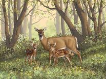 Spring Whitetail Fawn-Crista Forest-Giclee Print