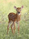 Spring Whitetail Fawn-Crista Forest-Framed Giclee Print