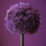 Allium Flower (Allium Sp.)-Cristina-Premium Photographic Print
