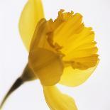 Daffodil (Narcissus Sp.)-Cristina-Premium Photographic Print