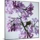 Premium Photographic Print