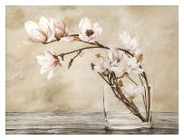 Fiori di magnolia-Cristina Mavaracchio-Stretched Canvas