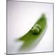 Premium Photographic Print