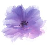 Rose Flower (Rosa Sp.)-Cristina-Premium Photographic Print
