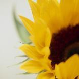 Sunflower (Helianthus Annuus)-Cristina-Premium Photographic Print