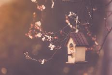 Robin Nesting in a Bird House in a Almond Tree-Cristinagonzalez-Premier Image Canvas