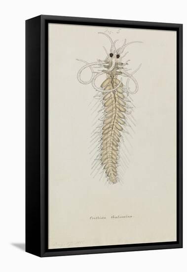 Crithida Thalassina: Marine Worm-Philip Henry Gosse-Framed Premier Image Canvas