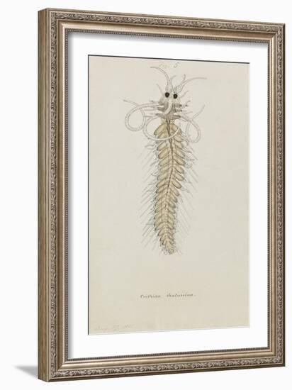 Crithida Thalassina: Marine Worm-Philip Henry Gosse-Framed Giclee Print