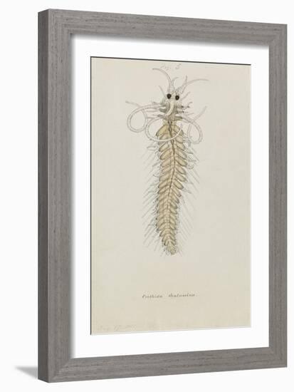 Crithida Thalassina: Marine Worm-Philip Henry Gosse-Framed Giclee Print