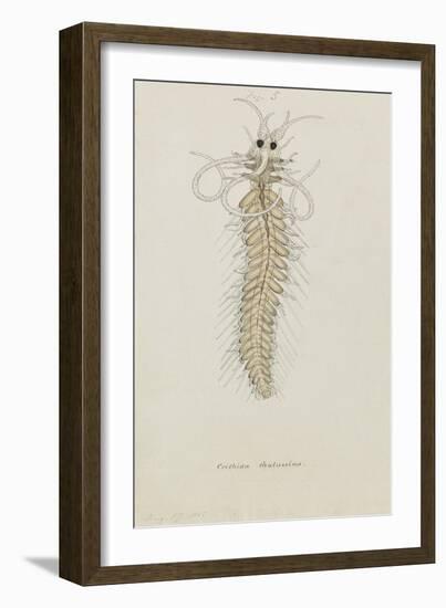 Crithida Thalassina: Marine Worm-Philip Henry Gosse-Framed Giclee Print