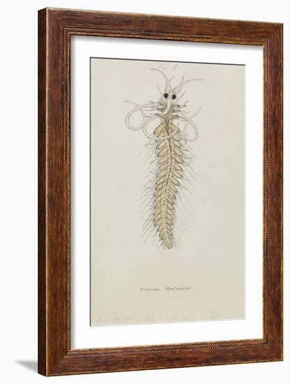 Crithida Thalassina: Marine Worm-Philip Henry Gosse-Framed Giclee Print