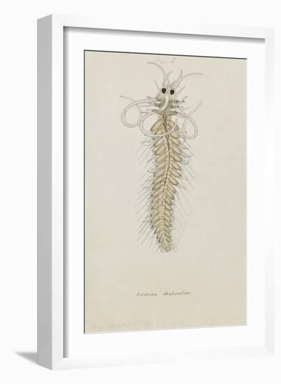 Crithida Thalassina: Marine Worm-Philip Henry Gosse-Framed Giclee Print