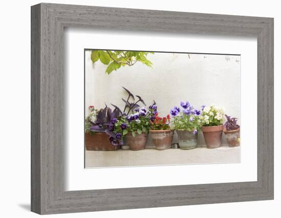 Croatia, Dubrovnik. Attractive flowers clay pots.-Trish Drury-Framed Photographic Print