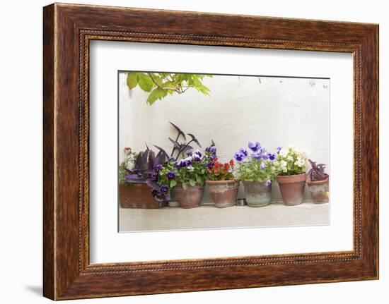 Croatia, Dubrovnik. Attractive flowers clay pots.-Trish Drury-Framed Photographic Print