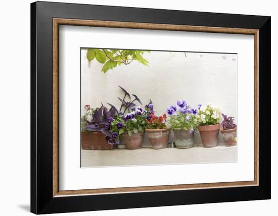 Croatia, Dubrovnik. Attractive flowers clay pots.-Trish Drury-Framed Photographic Print